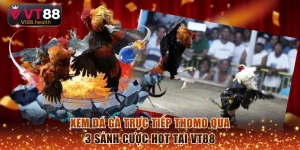 Đá gà trực tiếp Thomo
